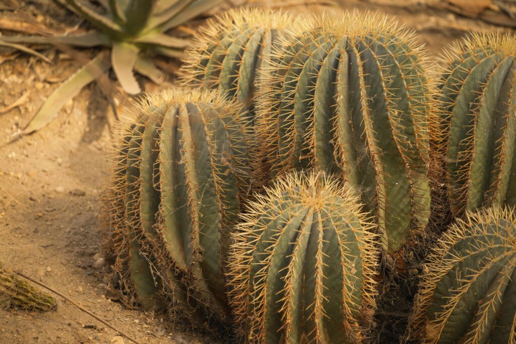 image d'une plante du désert