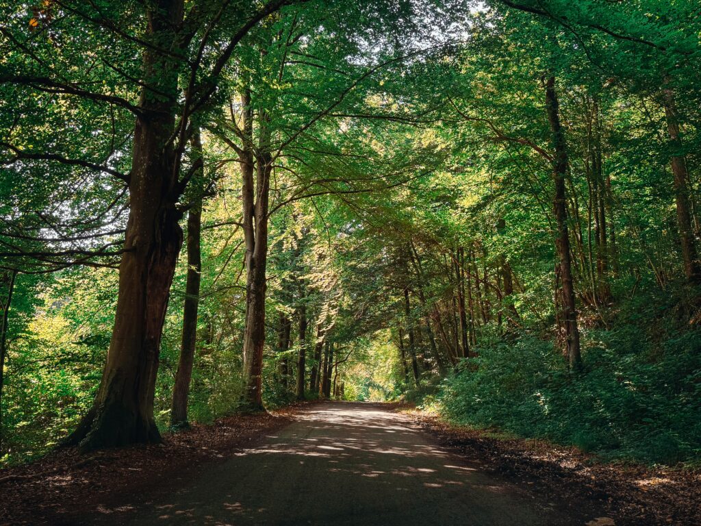 image d'un chemin de bois